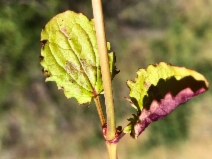 Erythranthe microphylla