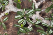 Ceanothus pumilus