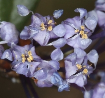 Ceanothus pumilus