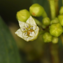 Frangula californica ssp. californica