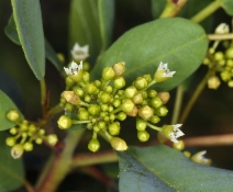 Frangula californica ssp. californica