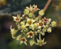 Frangula californica ssp. occidentalis