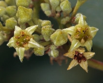 Frangula californica ssp. occidentalis