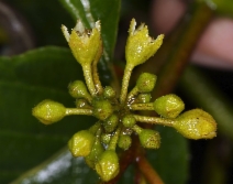 Frangula purshiana