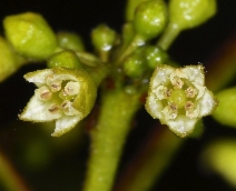 Frangula purshiana