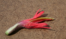 Castilleja subinclusa ssp. subinclusa