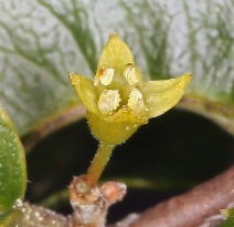 Rhamnus ilicifolia