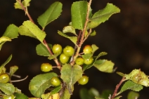 Rhamnus ilicifolia