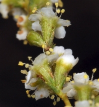 Adenostoma fasciculatum var. fasciculatum