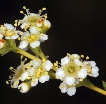Adenostoma fasciculatum var. fasciculatum