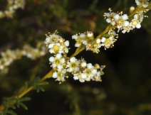 Adenostoma fasciculatum var. fasciculatum
