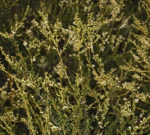 Adenostoma fasciculatum