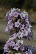 Turricula parryi