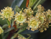 Cercocarpus betuloides