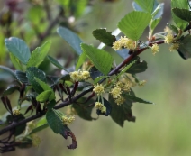 Cercocarpus betuloides