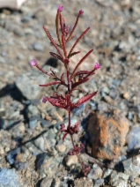 Epilobium minutum