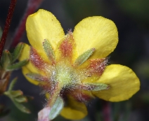 Dasiphora fruticosa