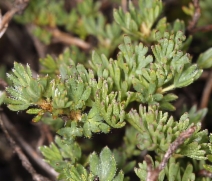 Dasiphora fruticosa