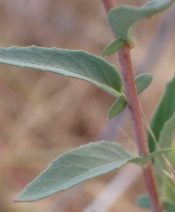 Clarkia unguiculata