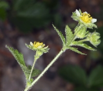 Drymocallis glandulosa var. glandulosa
