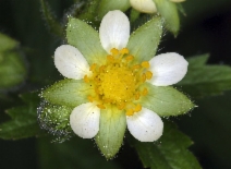 Drymocallis glandulosa var. glandulosa