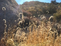 Bouteloua gracilis