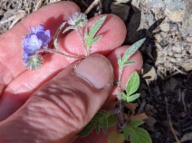Phacelia breweri