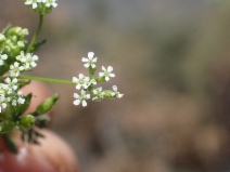Anthriscus caucalis