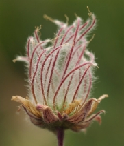 Geum triflorum
