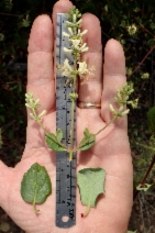 Lonicera subspicata var. denudata