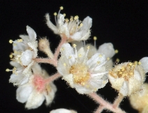 Holodiscus discolor
