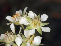 Horkelia daucifolia
