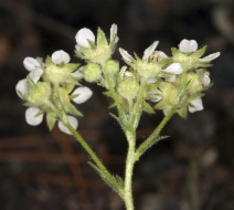 Horkelia daucifolia