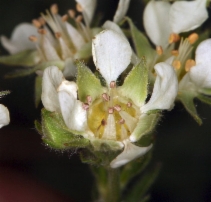 Horkelia daucifolia