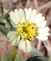 Layia heterotricha
