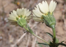 Layia heterotricha