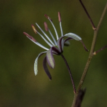 Chlorogalum pomeridianum var. pomeridianum