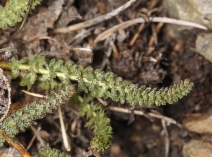 Ivesia gordonii