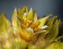 Ivesia gordonii