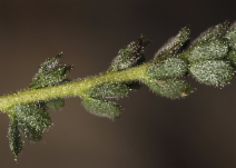 Ivesia gordonii