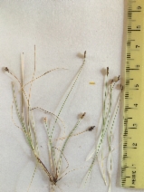 Eleocharis acicularis