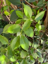 Ligustrum lucidum