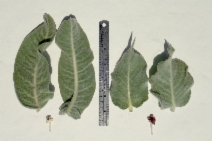 Asclepias californica
