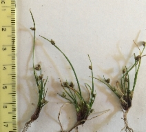 Isolepis carinata