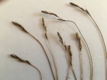 Carex tumulicola