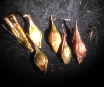 Carex tumulicola