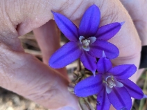 Brodiaea coronaria