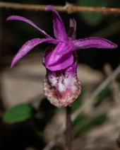 Calypso bulbosa var. occidentalis