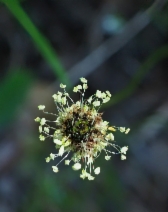 Plantago lanceolata