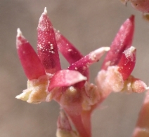 Calyptridium monandrum